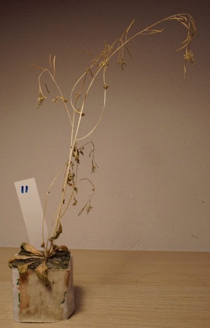 Arabidopsis.jpg