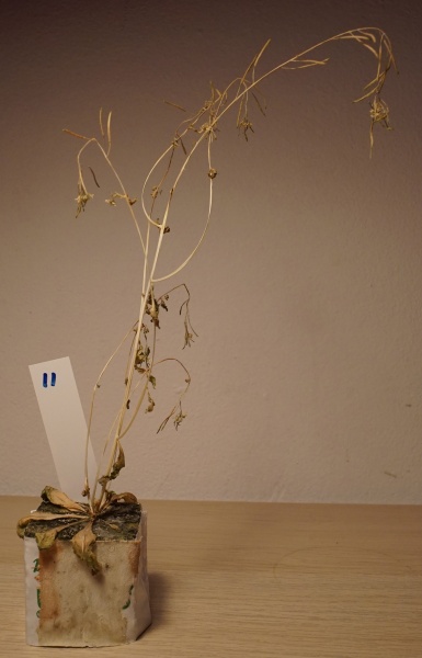 File:Arabidopsis.jpg