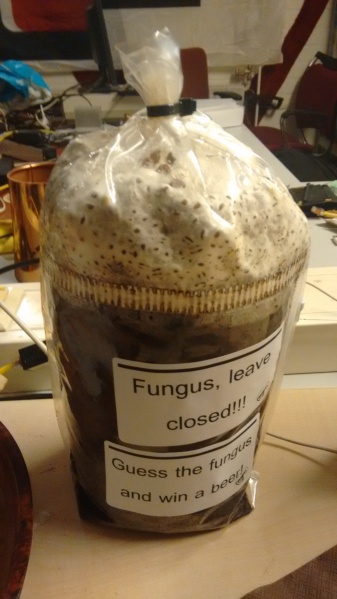 File:Mystery Fungus.jpg
